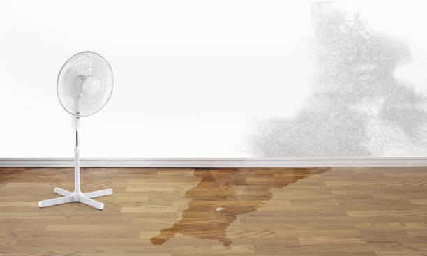 Best Carpet water damage restoration  in Lakewood, OH